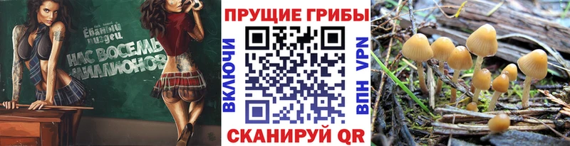 Псилоцибиновые грибы Psilocybine cubensis  Урюпинск 